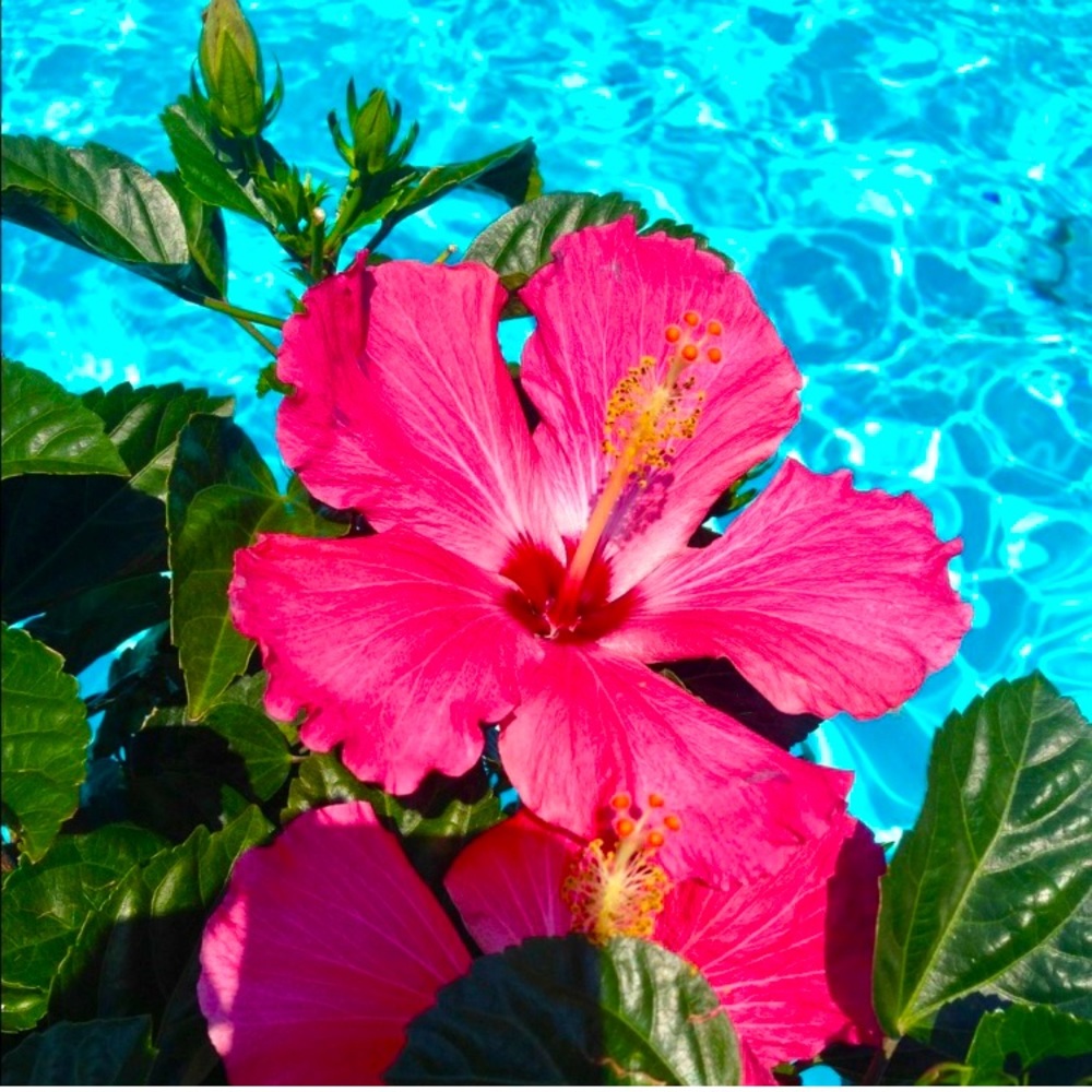 🌸🌴💗🌸🌴💗🌸🌴💗🌸🌴💗🌸🌴💗🌸🌴💗 - Picture 10 of 16